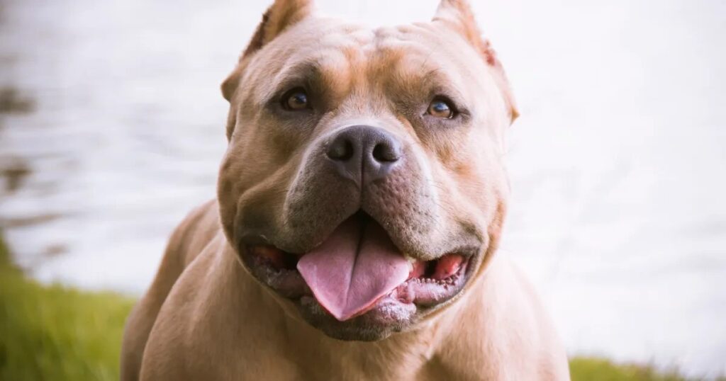 american_bullies_aggressive