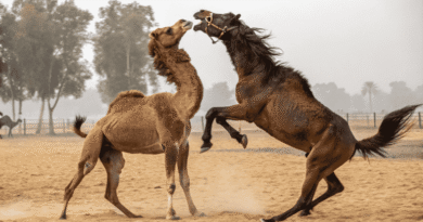 camel-and-horse-fighting-with-each-other