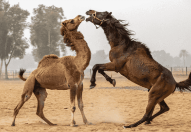 camel-and-horse-fighting-with-each-other