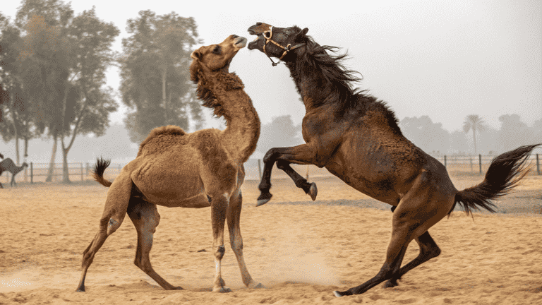 camel-and-horse-fighting-with-each-other
