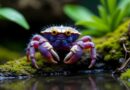 vampire crab