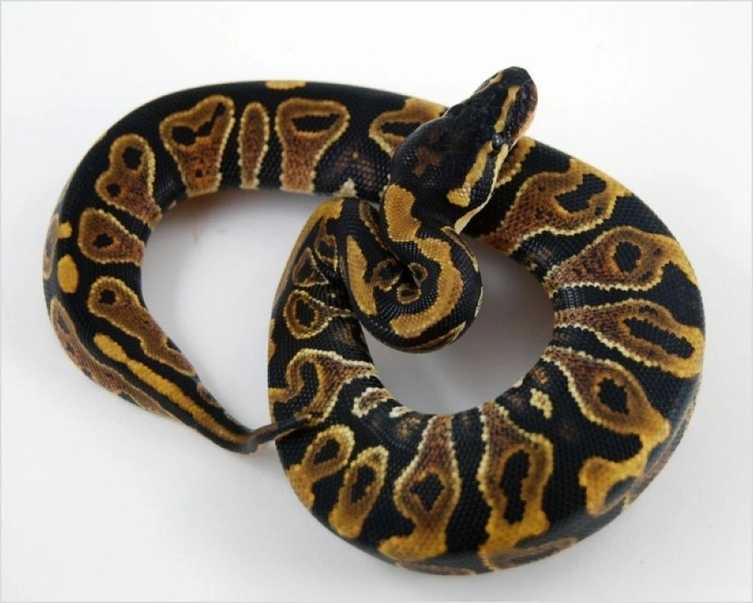 yellow belly ball python